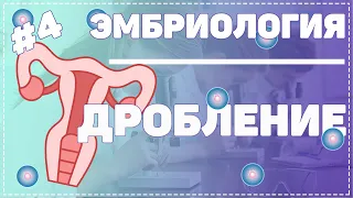 Дробление / ЭМБРИОЛОГИЯ / Гистология #Эмбриология #Гистология