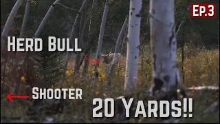 Last chance Colorado, Bull frontal!! |Archery Elk 2021