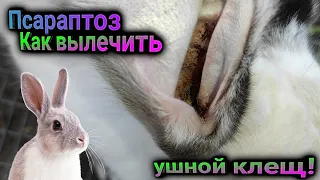 Лечение ушного клеща у кроликов Псараптоз как вылечить!