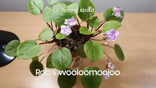 African Violet semi mini trailer update - Robs Wooloomooloo