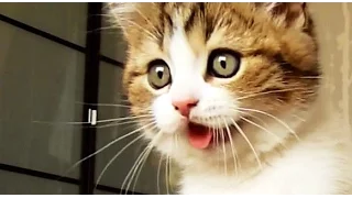 Top Funny Cats and Kittens Playing, Dancing Epic Compilation