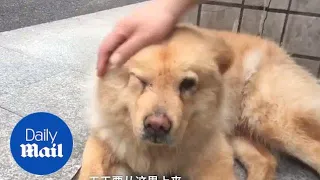 Loyal dog patiently waits all day at train station for owner - Daily Mail