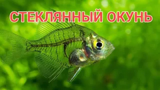 СТЕКЛЯННЫЙ ОКУНЬ.УХОД, СОДЕРЖАНИЕ, КОРМЛЕНИЕ, СОВМЕСТИМОСТЬ И РАЗМНОЖЕНИЕ