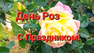 С Международным Днем Роз!#flowers #розы #праздник