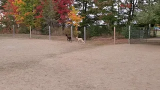 Running baby alpacas