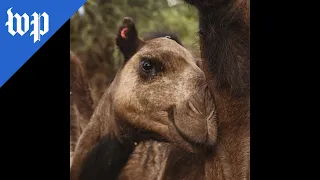 In some parts of Africa, camels are the new cows