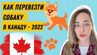🇨🇦 Как привезти собаку в Канаду 2022 - Документы на перевозку животного в Канаду