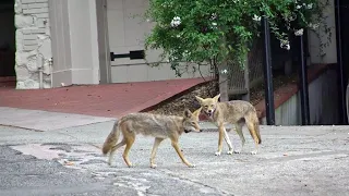 San Francisco pet owners told to beware coyotes during pupping season