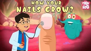 How Your Nails Grow? | The Dr. Binocs Show | Best Learning Videos For Kids | Peekaboo Kidz