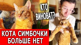 Кота Симбочки больше нет / Виноват хозяин?