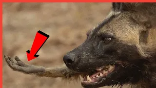 BABOON'S GUTS RIPPED APART BY WILD DOGS [ARROGANT BABOON DEFIES THE WILD DOG]