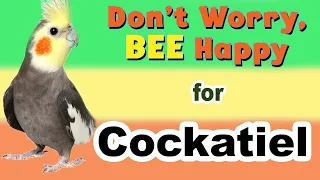 Don't Worry Be Happy whistle for cockatiel practice - cockatiel whistle