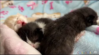 Rescue needs help to save kittens