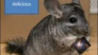 Don’t you hate it when a chinchilla eats the Universe￼