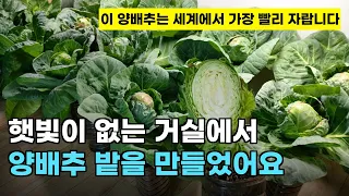 113.집에서 무농약으로 양배추를 페트병 화분에서 아주 빨리 기를 수 있는 가장 쉬운 방법입니다