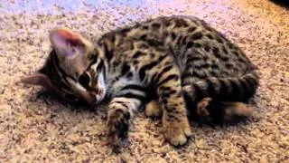 Having a conversation with my F1 Bengal kitten