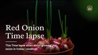Red Onion time lapse | Growing Onion Plant Time Lapse 1 to 40 days