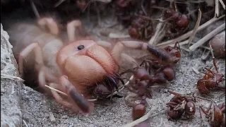 Large Texas Camel SpiderSun Spider Takes on 1000+ Ant Colony (4K 3840x2160p) - Wind Scorpion