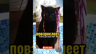 ВИРУСНЫЕ ВИДЕО / Бедный кот 🐱