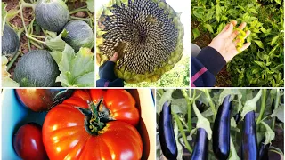 HARVEST/ GARDEN TOUR - TARLA VE HASAT ZAMANI