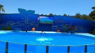 Zoo Marine Portugal Dolphin Show