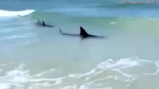 Watch: Sharks spotted at Florida beach