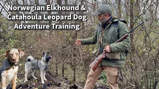 Norwegian Elkhound & Catahoula Leopard Dog | Obedience & Socialization Session