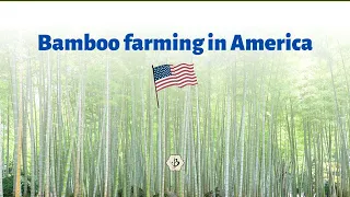 Bamboo farming in America
