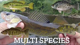 Multi-species River fishing ,May 2024 #articspinner #delawareriver #bassfishing