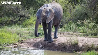 SafariLIVE Sunset Safari - 02 May 2024