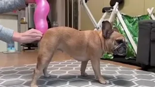 A dog inflates a balloon with gases   Собака надувает шар с газами