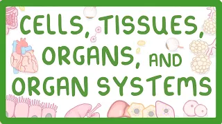 GCSE Biology - Levels of Organisation  - Cells, Tissues, Organs and Organ Systems