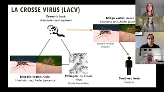 Integrated Mosquito Management