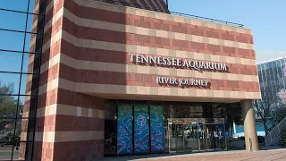 Tennessee Aquarium - River Journey - Pt.2