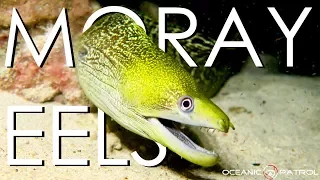 Moray Eels in Hawaii  |  HD Ocean Documentary | Oceanic Patrol