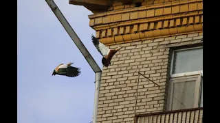 Гнездование диких огарей в Москве