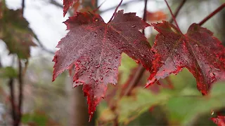 Early Fall Canoe Trip in Canada - Trout Fishing and Camping with Joe Robinet