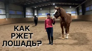 КАК РЖЕТ ЛОШАДЬ?