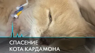 Кота по кличке Кардамон спасли после истязаний живодеров