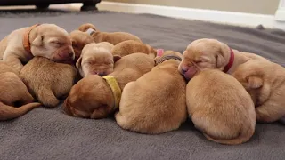 5 DAY OLD LABRADOR PUPPIES!