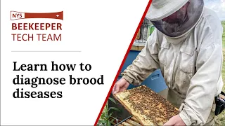 Learn How to Diagnose Brood Diseases – One Hour Tutorial