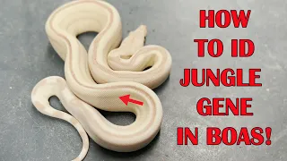 SECRETS TO IDENTIFYING THE JUNGLE GENE IN BOAS!