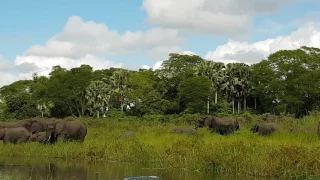 Monster Croc vs Elephant