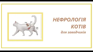 №1.1. Нефрологія для заводчиків котів. Класифікація захворювань. Лектор Дмитро Морозенко