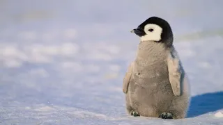 Why Penguins Can’t Fly