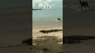 Komodo Dragon Chasing and Attack Deer on the Beach😱 #shorts #wildlife #animals #viral