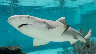 It's incredible! Shark is a killer.🦈 Это невероятно! Акула - убийца.🦈