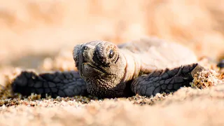 Hawksbill Sea Turtle Hatchling - Maui, Hawaii 10/26/20