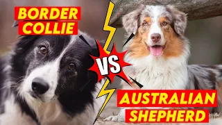 7 Key Differences Between Border Collie Vs Australian Shepherd