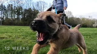 BORDER TERRIER WOODY goes shopping